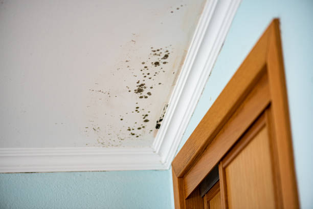 Best Crawl Space Mold Removal  in Broomall, PA