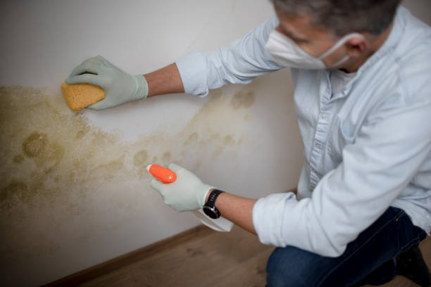 Best Mold Cleaning Services  in Broomall, PA