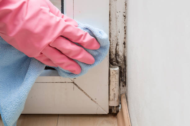 Trusted Broomall, PA Mold Removal Experts