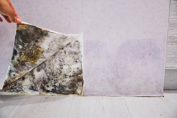 Best Attic Mold Removal  in Broomall, PA